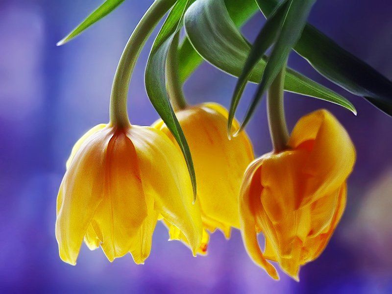 С первым днём Весны!photo preview