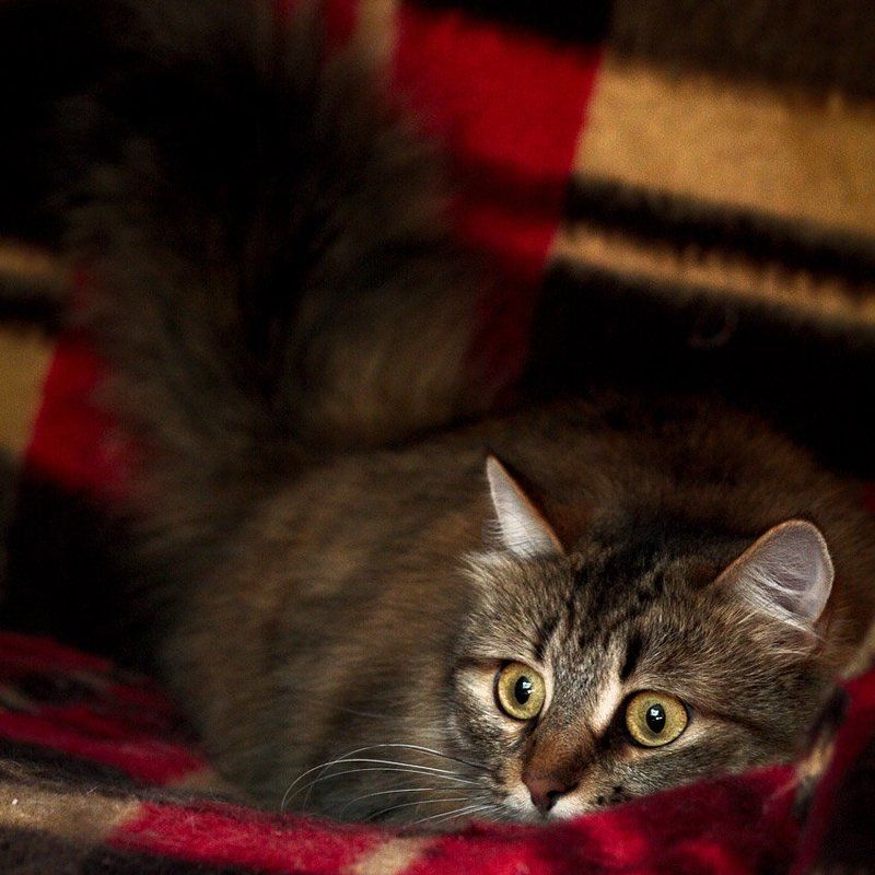 кошка, моя, василиса Удобней всего сидится в засаде.. Не в поле, не в стоге и не на ограде.. И не под ванной и даже не в бане.. А дома на пледе, в тепле, на диване -) фото превью