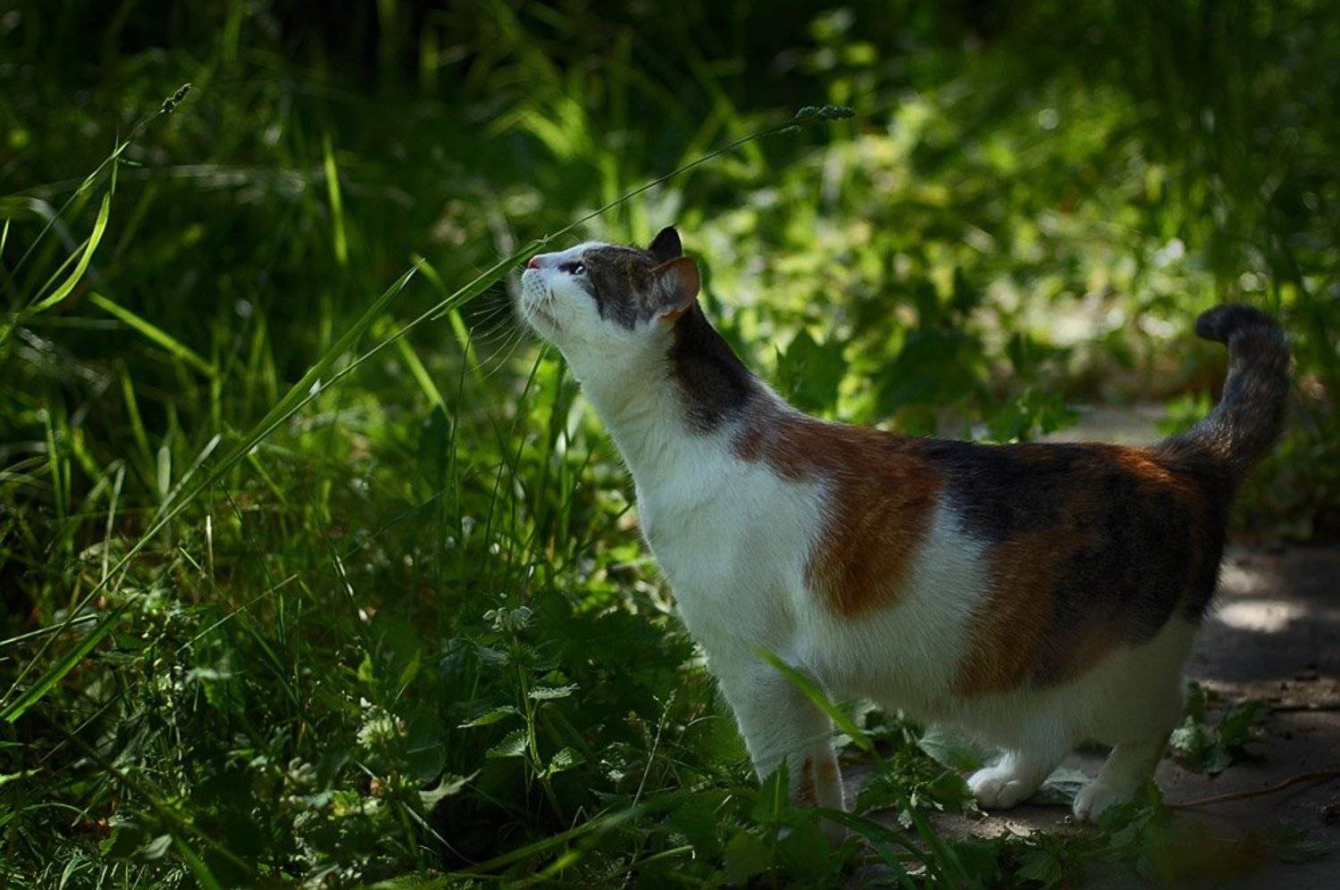 кошка, мря, джульетта, всемирный, день, кошек, nadyk