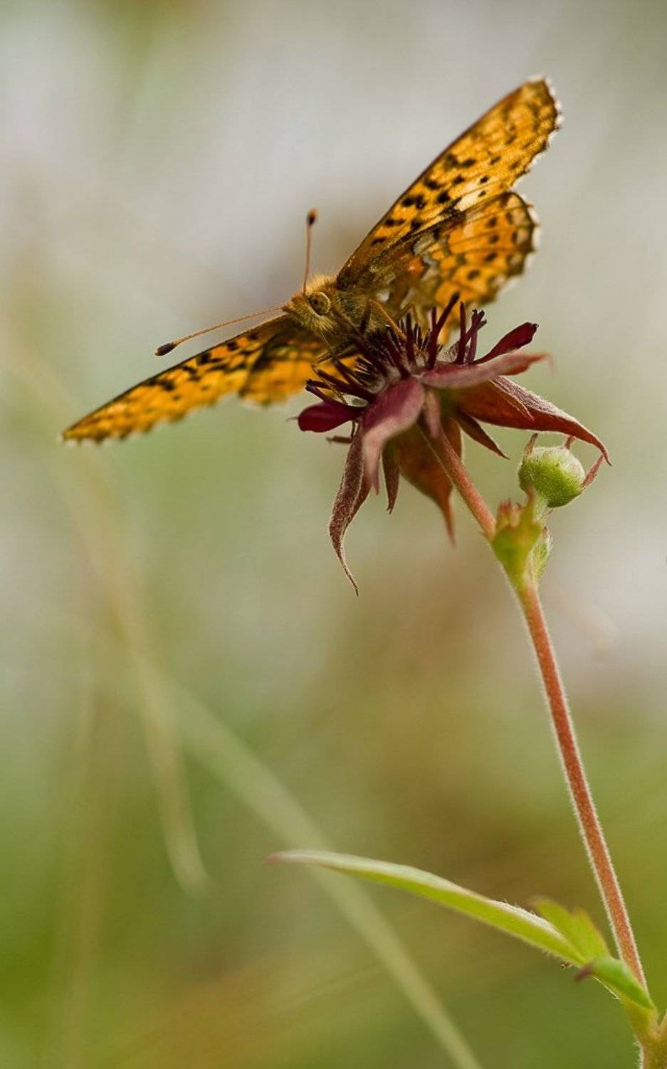 бабочка, болото, Юлия
