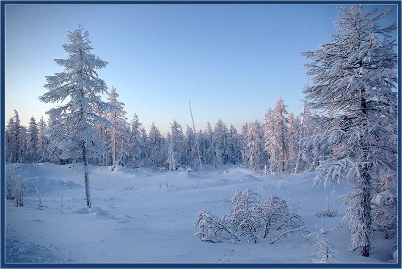 тайга,зима,мороз Февральphoto preview