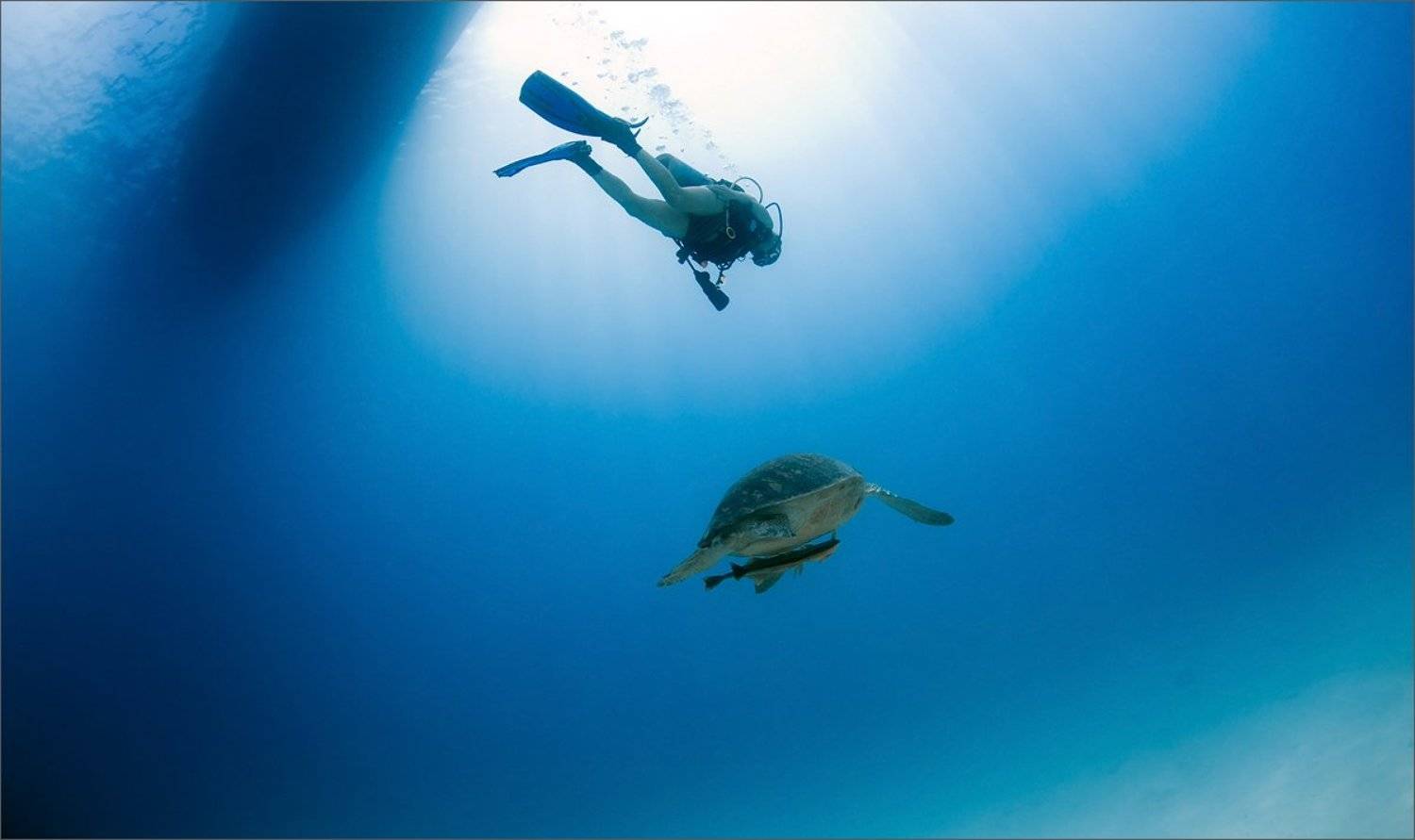 чирипаха, Нетушки