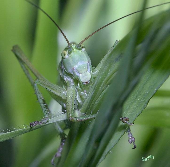 лето, трава, кузнечик, Олег Сурьянинов