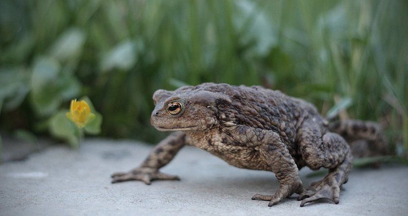 жаба Весеннее пробуждениеphoto preview