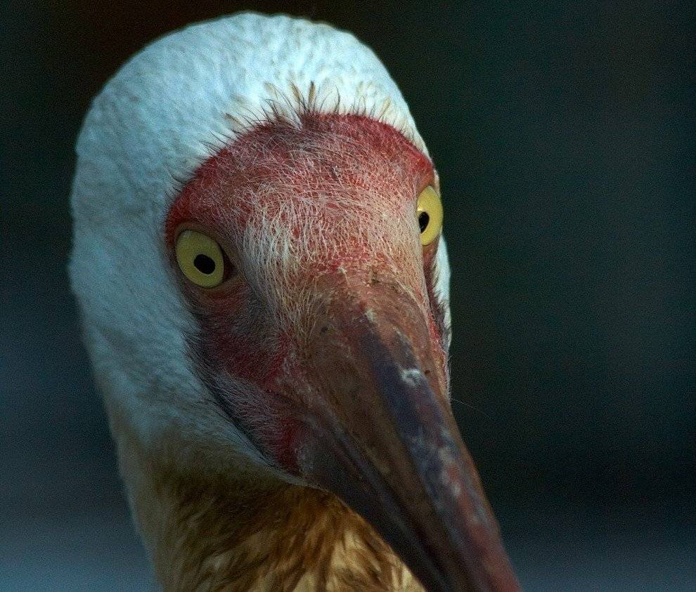 Кто там?!. Автор: Рафаэль Александрович Фоменко , Рафаэль Александрович Фоменко