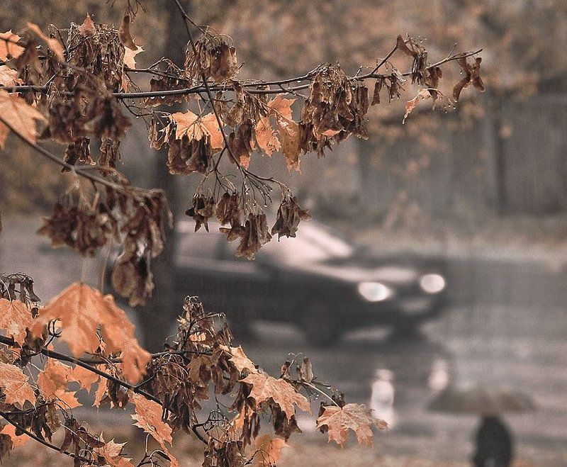 город, дождь, клён, машина, зонт В городе моём дождь...photo preview