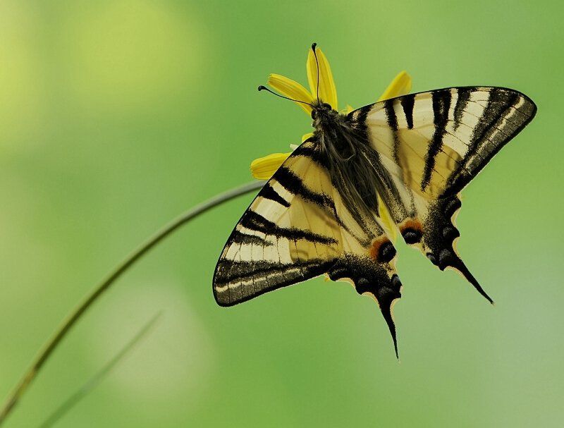 Iphiclides podaliriusphoto preview