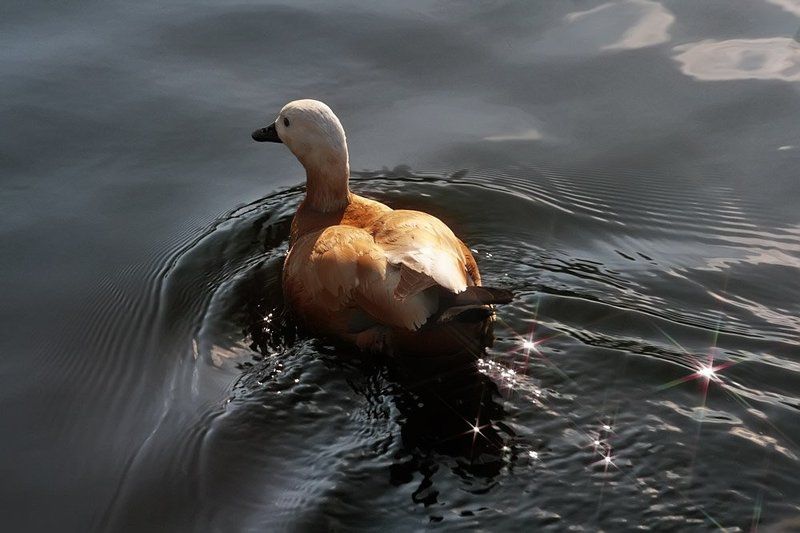 пруд, уточка, вода Звёздный путь.. Куда- нибудь... фото превью