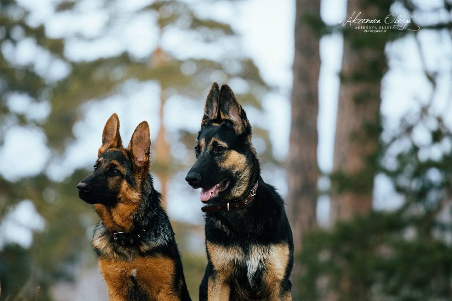 Автор: Аксёнова Олеся , Аксёнова Олеся