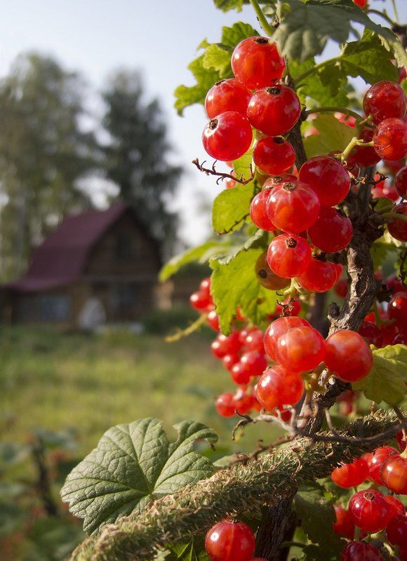 Лето, Ягоды На дачеphoto preview