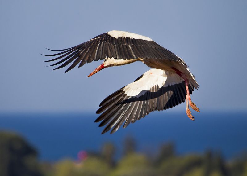 с тенью на крылеphoto preview