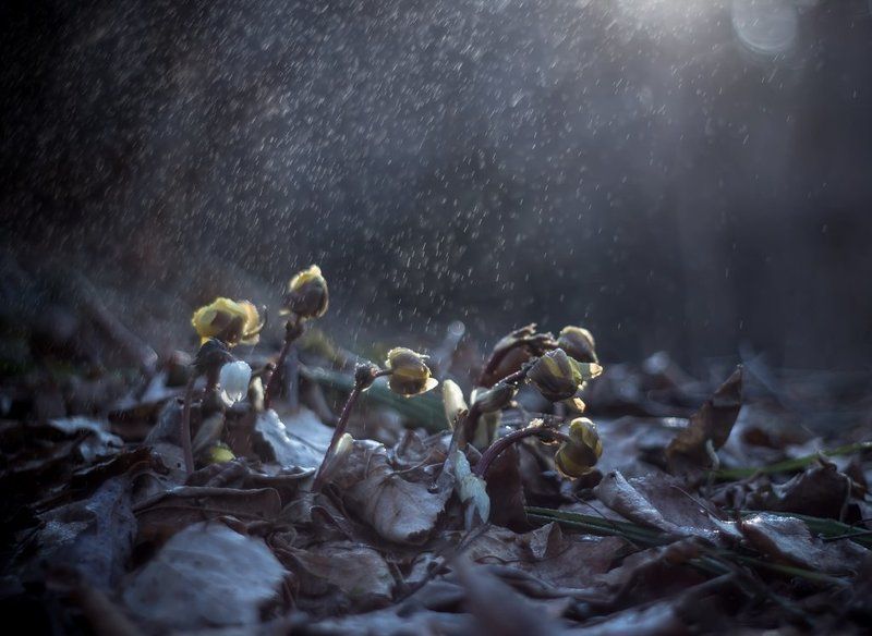 Весна шагает по планете...photo preview