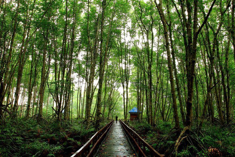 #color, #mangrove, #nature, #travel, #landscape Natural mangrovephoto preview