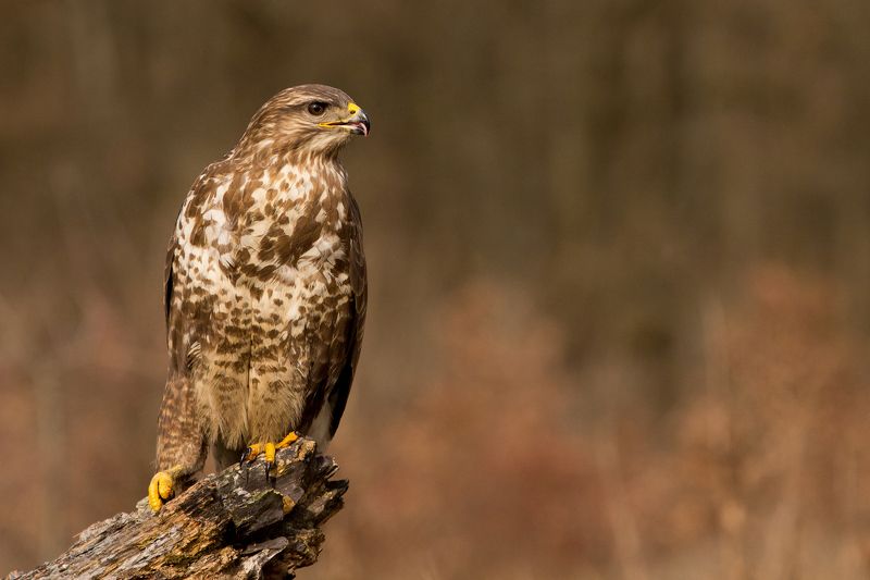 Канюкphoto preview