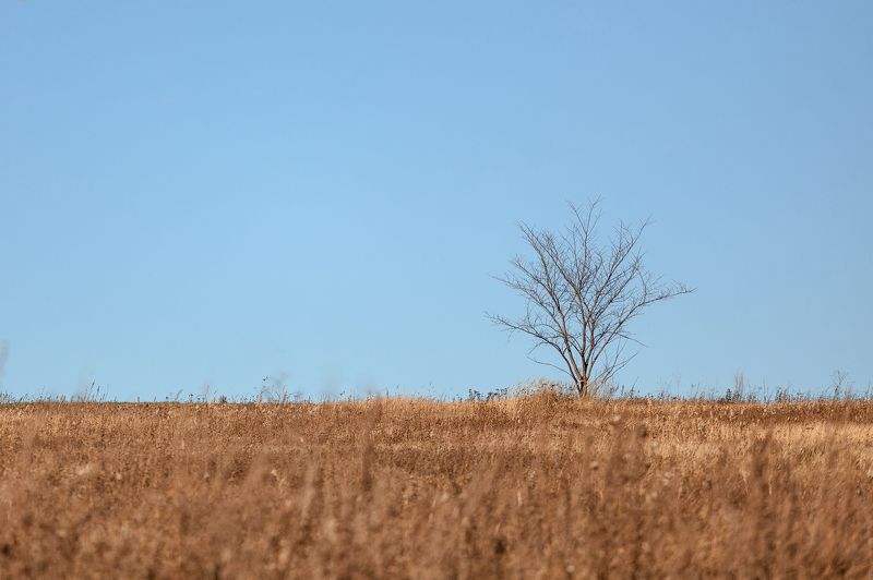#landscape, #nature, #sky, #skyline, #horizon, #blue, #young, #tree, #grass, #sun, #sunset, #one, #geometry, #russia, #spring, #bokeh, #canon, #5d, #200mm, #alone, #lonely, #field, #air, #deep, #earth, #пейзаж, #дерево, #горизонт, #природа Lonely treephoto preview