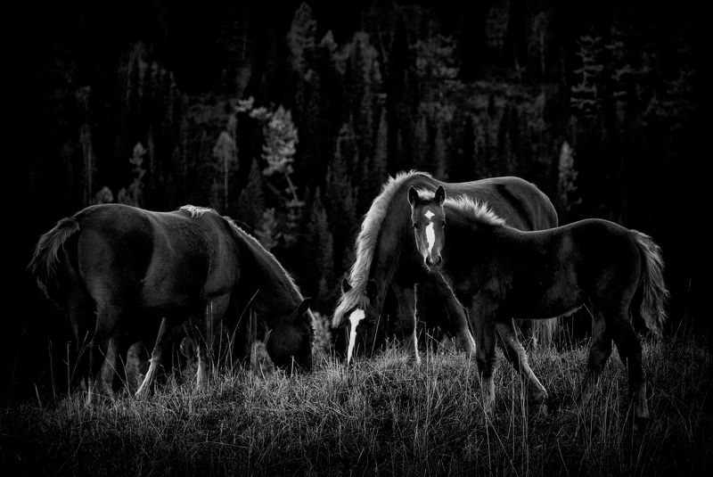 Семьяphoto preview