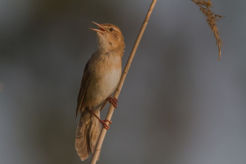 Соловьиный, сверчок, птицы, славковые Соловьиный сверчок, ч.2photo preview