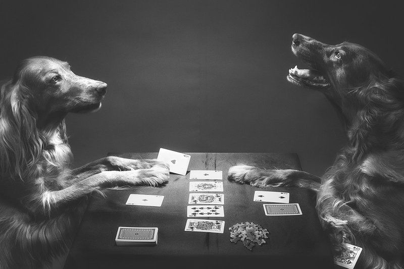 animal, dog, setter, irish, art, play, game, indoor, poker, собака, сеттер, арт, игра, покер,  The Gamephoto preview