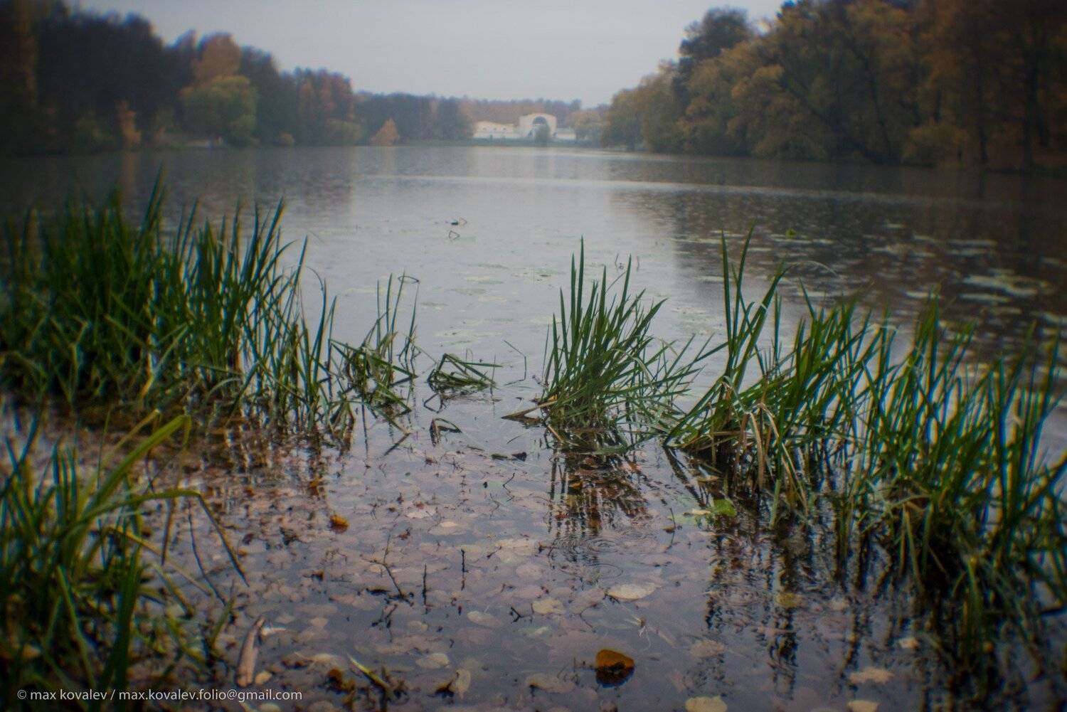 kuzminki, moscow, autumn, park, pond, rain, stables, water, yard, кузьминки, москва, вода, дождь, конный двор, осень, осока, парк, пруд, Максим Ковалёв