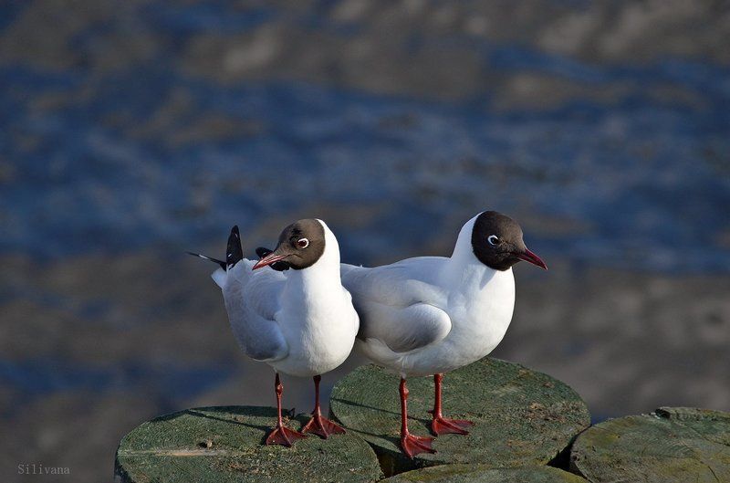 Из жизни чаек...photo preview