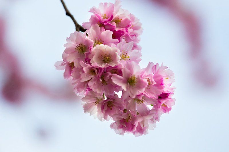 Сакураphoto preview