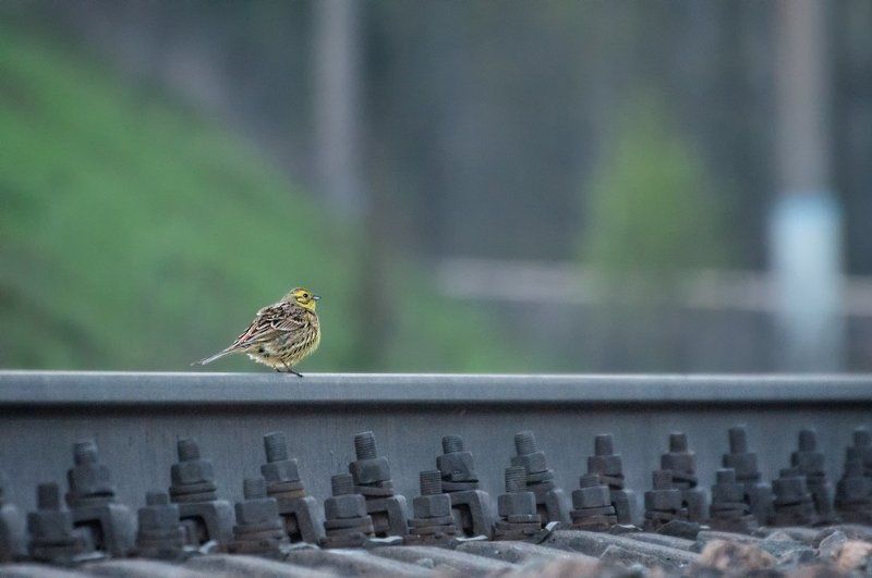 Железная дорога, Птица овсянка Мечтать о дальних краяхphoto preview
