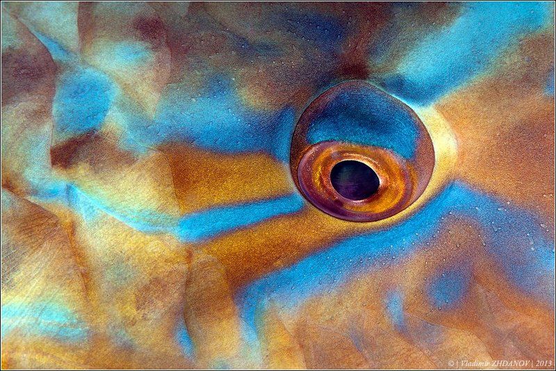 Глаз Рыбы-Попугаяphoto preview