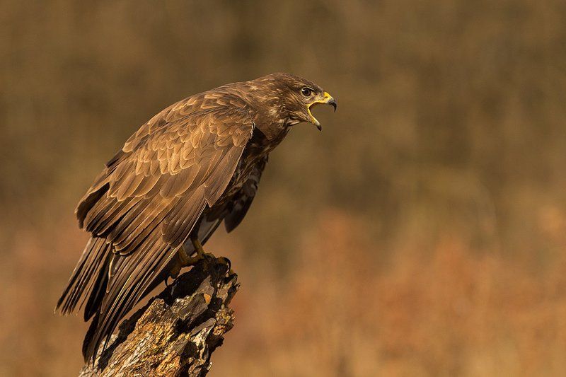 Крикphoto preview