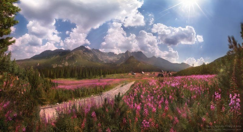 Amazing, Beautiful, Beautifulpoland, Flowers, HalaG?sienicowa, HalaGasienicowa, Landscape, Landscapephotography, Landscapephotos, Landscape_captures, Mountains, Naturephotography, Photographer, Poland, Polishmountains, Tatry, Tatrymountains, Travel, Zakop Road of Lifephoto preview