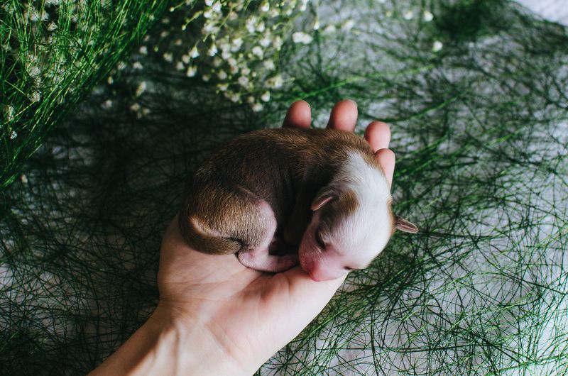 щенок, ладонь,зеленый 3 дня от родуphoto preview