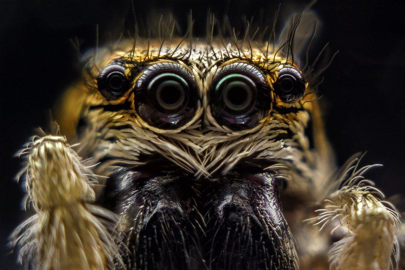 паук, скакун, багира киплинга, глаза, отражение, 4 Скакуныphoto preview