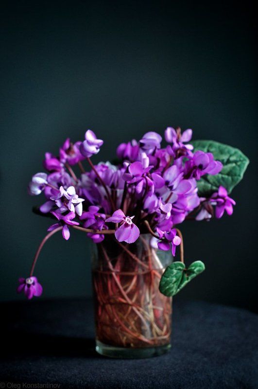 Flowers, Spring, Still life, Весна, Натюрморт, Первоцветы, Цикламен Spring Bouquetphoto preview