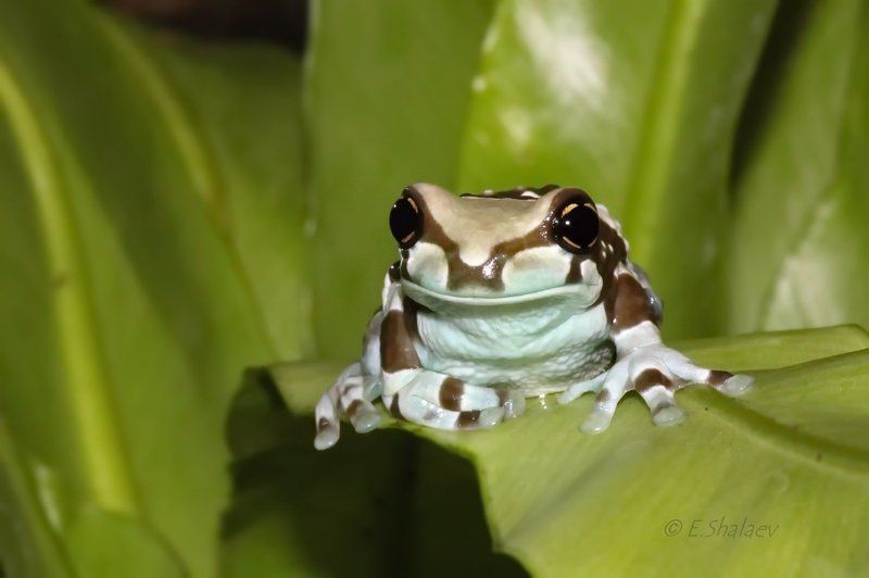 Amazon milk frog, Frog, Phrynohyas resinifictrix, Амфибии, Жабовидная квакша, Квакша, Лягушка Жабовидная квакша - Phrynohyas resinifictrixphoto preview