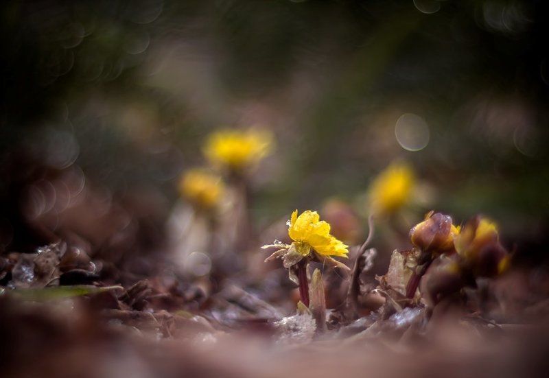 Ранние птахи...photo preview