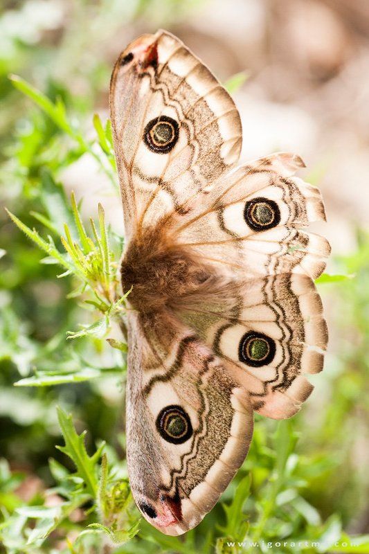 butterflyphoto preview