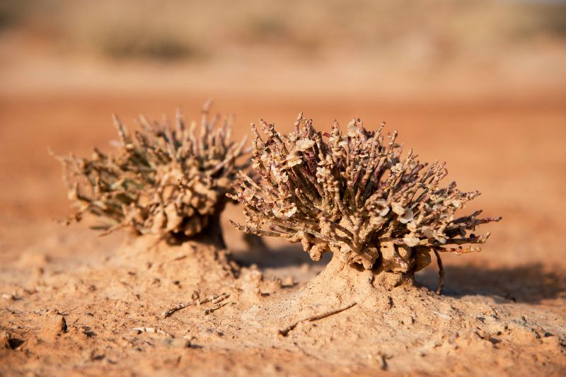 Казахстан. солянки. пустыня. Цветы пустыни.photo preview