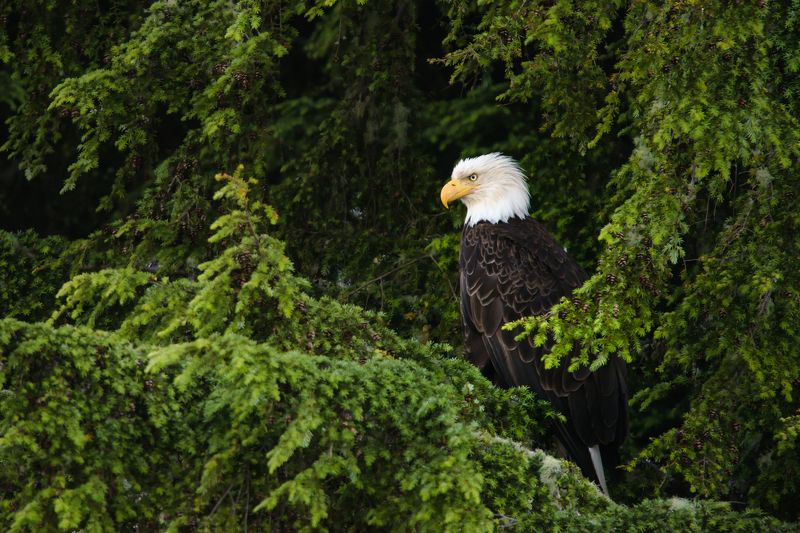 канада, британская колумбия, уклюлет, орел, птица, зелень, деревья В зелениphoto preview