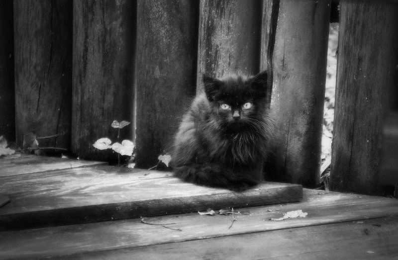 Изгойphoto preview