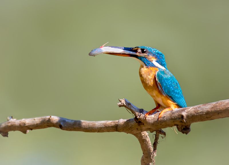 птица, зимородок, рыбачок, самка, Рыбачокphoto preview