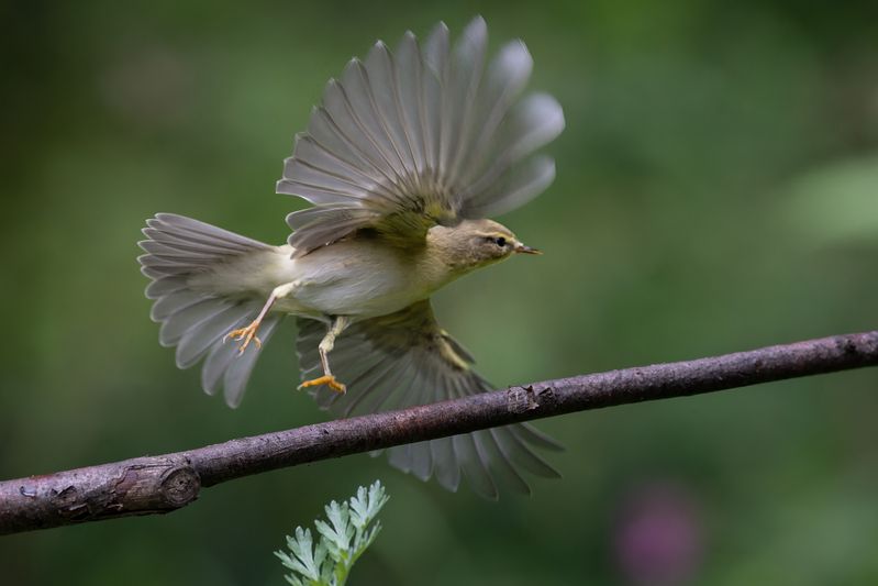 Пеночкаphoto preview