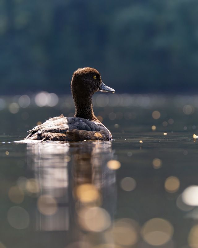 нырок, хохлатая чернеть, утка, птицы Летнее утроphoto preview