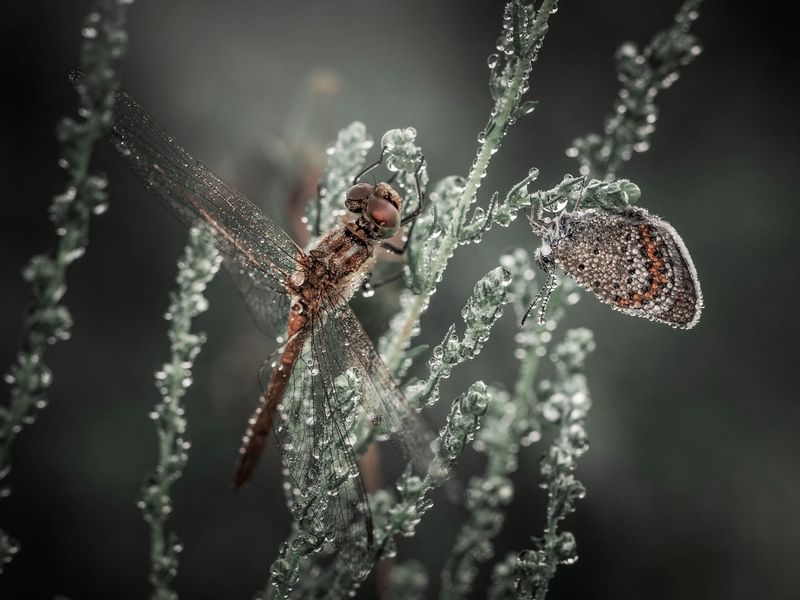 *** фото превью