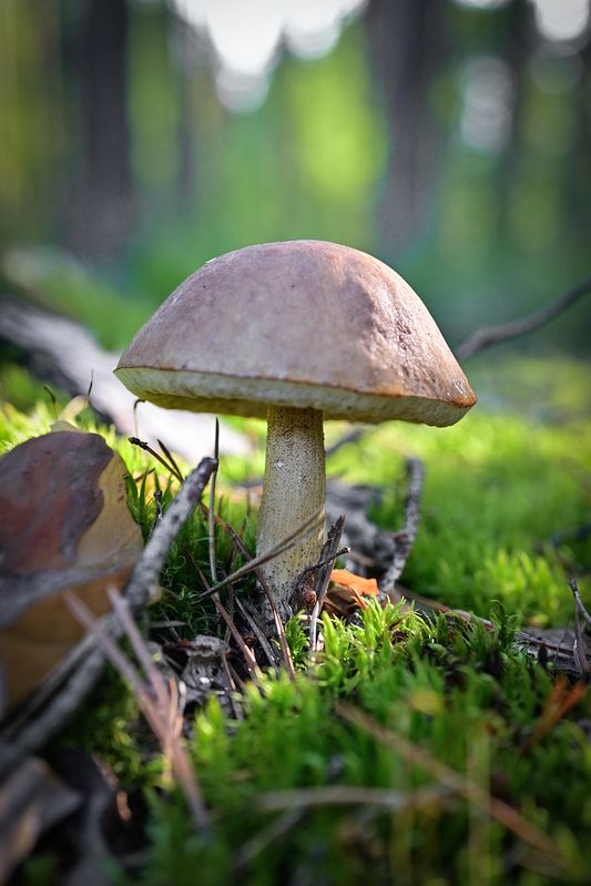 Подберёзовикphoto preview