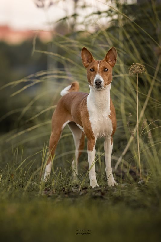 Итури Паззл Юманиphoto preview