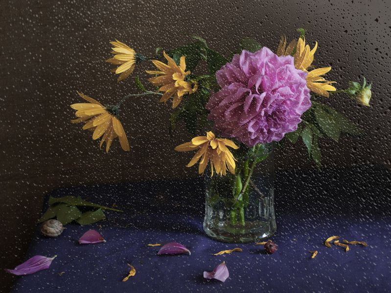 лето, георгин, дождь Дождливый августphoto preview