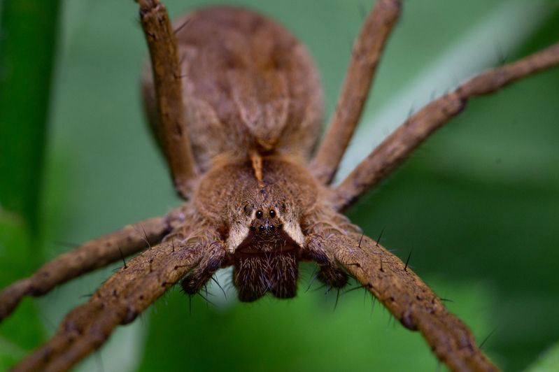 Pisaura mirabilis photo preview