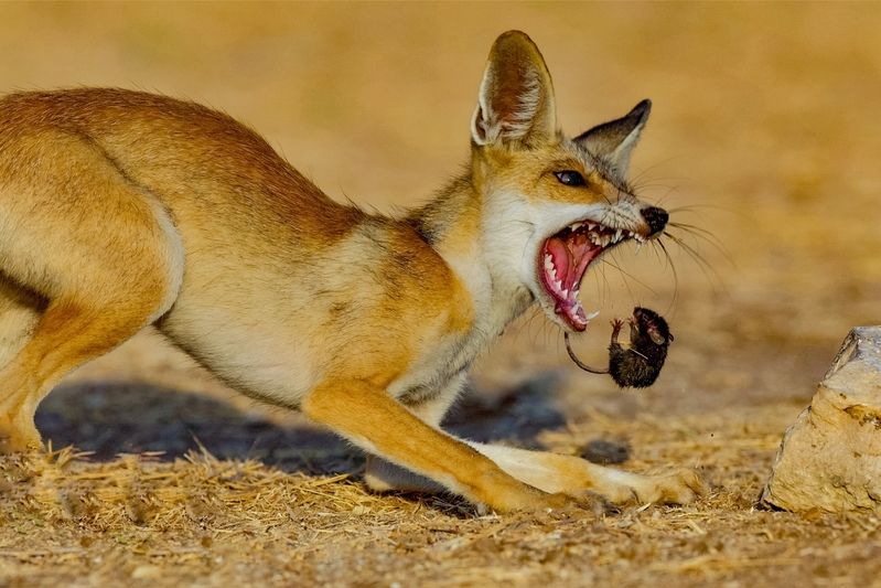 A Successful Hunt фото превью