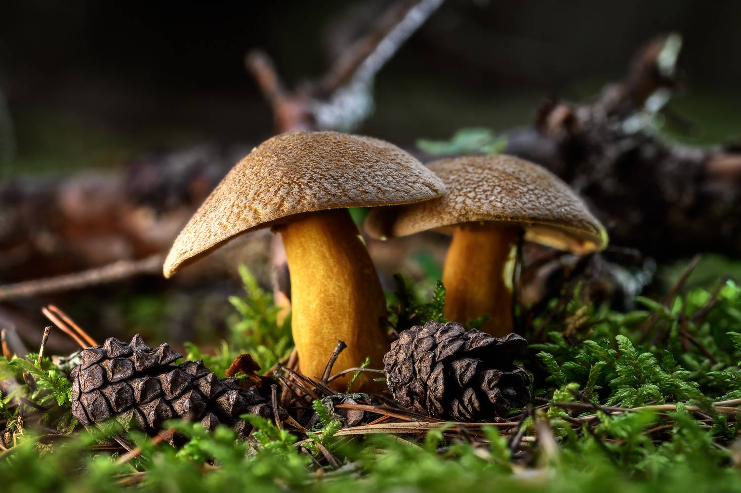 Автор: Andrey Nuzhdin , Andrey Nuzhdin