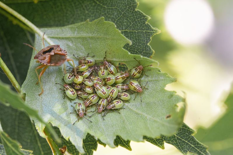 Щитник Серый (Elasmucha grisea)photo preview