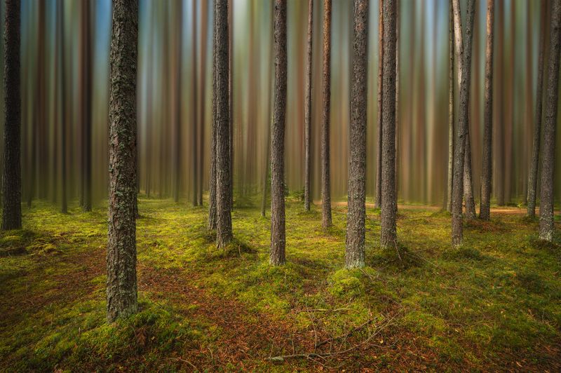 #санкт-петербург Растворись в лесуphoto preview